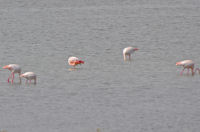 Lesser Flamingos on Ebro delta