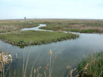 Ebro delta bird sanctuary