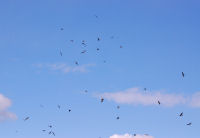 Black Kites flocking