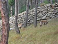 Our first sight of Wild goats (Cabra)