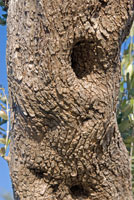 Knotty Olive bark