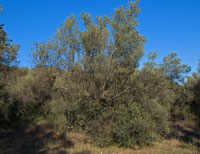 One of our many overgrown Olive trees