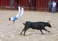 Bull jumping